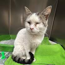 Thumbnail photo of Pig Pen #2