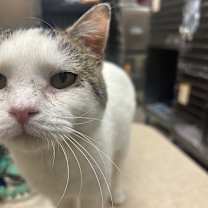 Thumbnail photo of Pig Pen #4