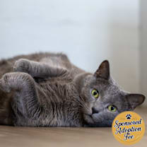 Thumbnail photo of Nala #1