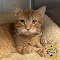 Thumbnail photo of Heathcliff #1