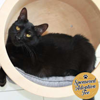 Thumbnail photo of Perseus #1