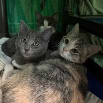 Thumbnail photo of Pluto #3