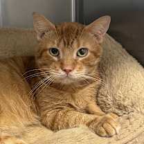 Thumbnail photo of Heathcliff #2