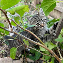 Thumbnail photo of Tony #2