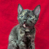 Thumbnail photo of Dancer #1