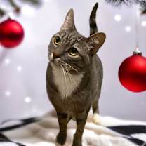 Thumbnail photo of GROOT #1