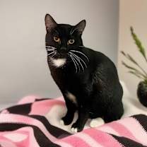 Thumbnail photo of MARS #1