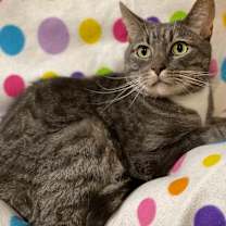 Thumbnail photo of GROOT #3