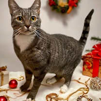 Thumbnail photo of GROOT #4