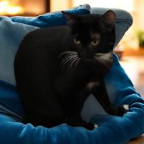 Thumbnail photo of MARS #3