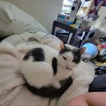 Thumbnail photo of Milo #1