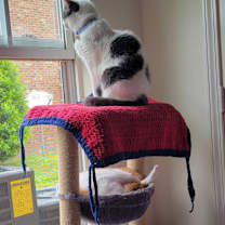 Thumbnail photo of Milo #2