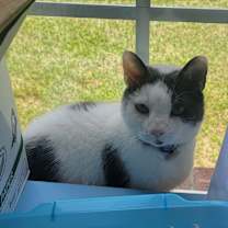 Thumbnail photo of Milo #4