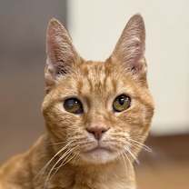 Thumbnail photo of Jack #4