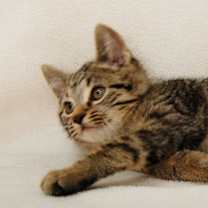 Thumbnail photo of James Lewis #1