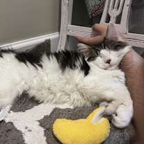 Thumbnail photo of Miso #1