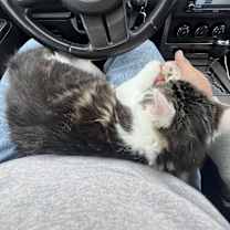 Thumbnail photo of Miso #2