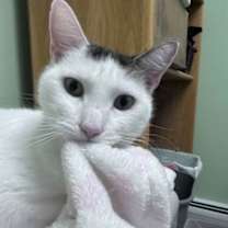 Thumbnail photo of Coconut #3