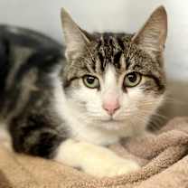 Thumbnail photo of Kris (petsmart) #1