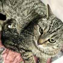 Thumbnail photo of Lia #2