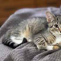 Thumbnail photo of Chausette #2