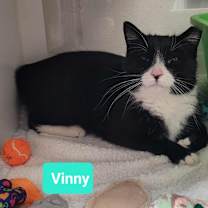 Thumbnail photo of Vinny #1