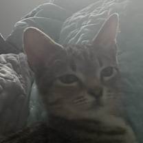 Thumbnail photo of Jett #3