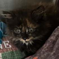 Thumbnail photo of Isabel #2