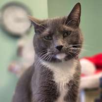 Thumbnail photo of Diva #3