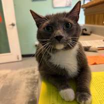 Thumbnail photo of Diva #4