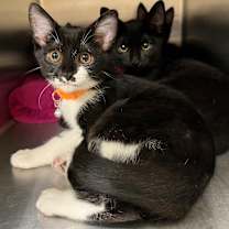 Thumbnail photo of Mira #2