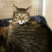 Thumbnail photo of Taz #1