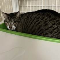 Thumbnail photo of Maya #2