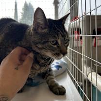 Thumbnail photo of Taz #2