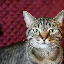 Thumbnail photo of Eli #1