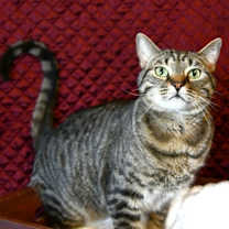 Thumbnail photo of Eli #2