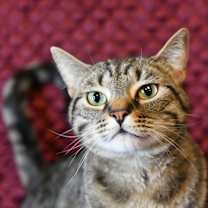 Thumbnail photo of Eli #3