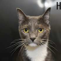 Thumbnail photo of Hooch #4