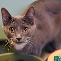 Thumbnail photo of Jazzy #1