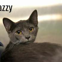 Thumbnail photo of Jazzy #4