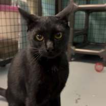 Thumbnail photo of Kameko #2