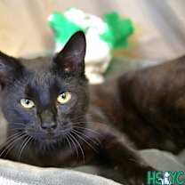 Thumbnail photo of Kameko #3