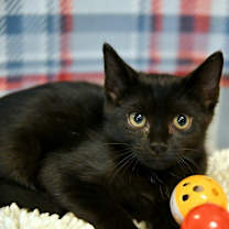 Thumbnail photo of Lenny #1