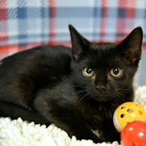 Thumbnail photo of Lenny #2