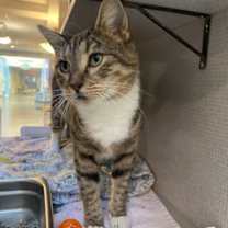 Thumbnail photo of Glabella #3