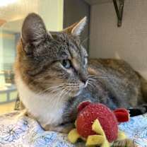 Thumbnail photo of Glabella #4