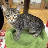 Thumbnail photo of Bonsai #1