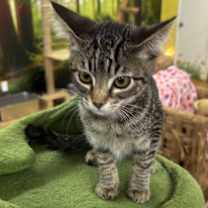 Thumbnail photo of Bonsai #2