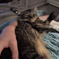 Thumbnail photo of Alfredo #1