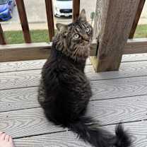 Thumbnail photo of Alfredo #2